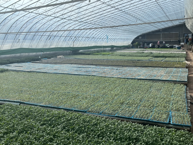青甜二号苗青甜2号番茄苗绿色小番茄苗纯甜小番茄苗
