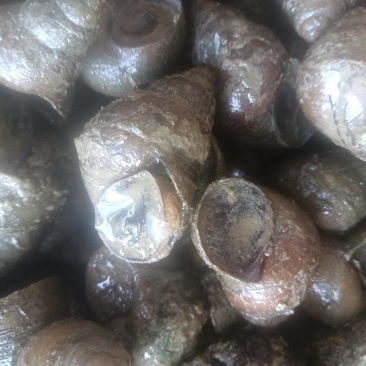 潜江螺蛳，湖区特产，个大壳薄，味道鲜美，可发全国各地。