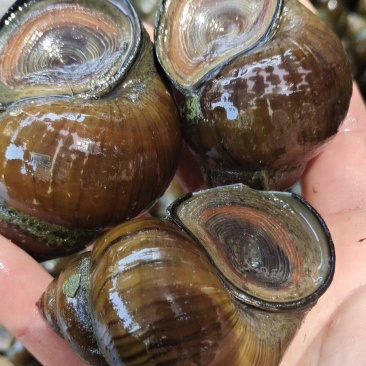 田螺，新鲜。