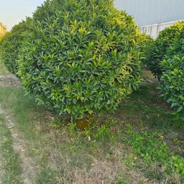 非洲茉莉球50-2米高大量供应