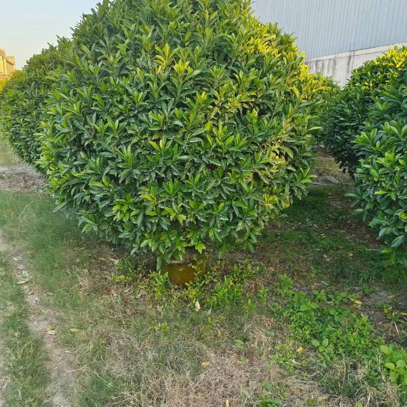 非洲茉莉球50-2米高大量供应
