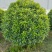 非洲茉莉球50-2米高大量供应