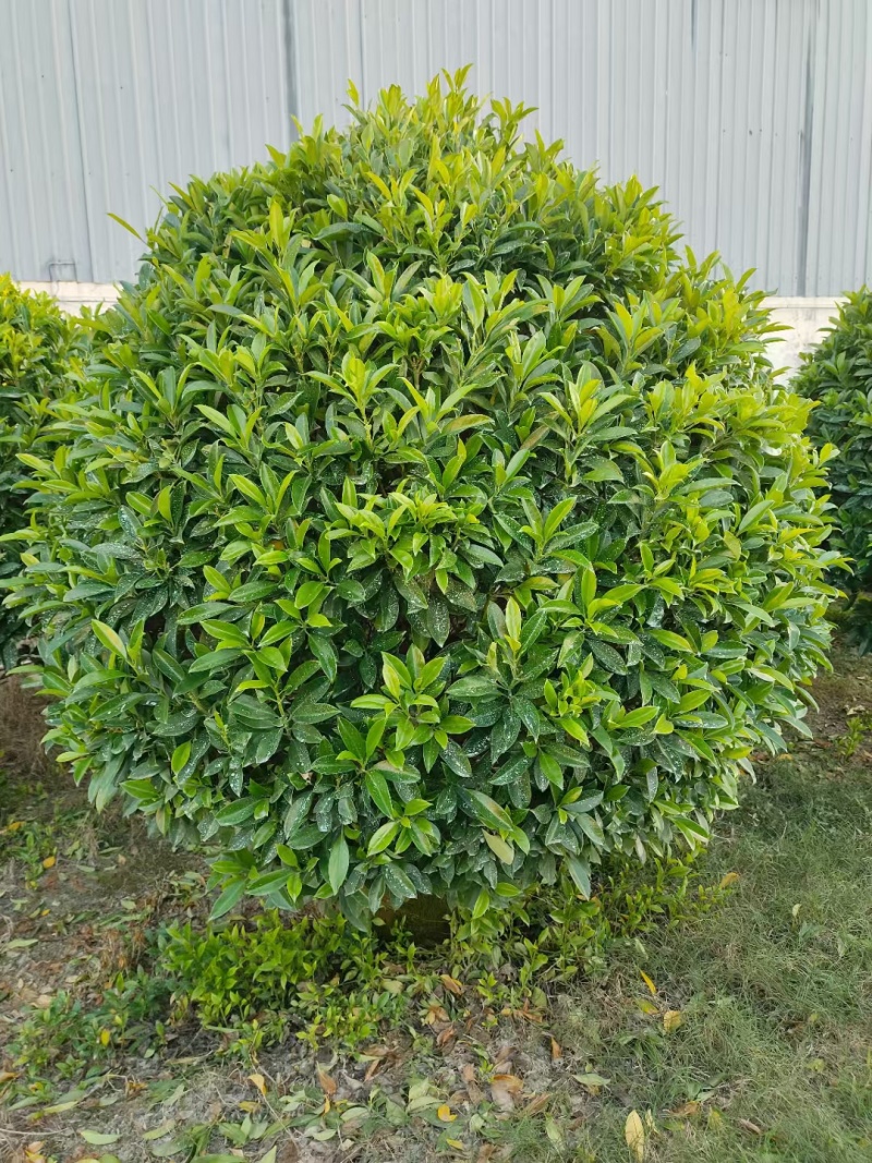 非洲茉莉球50-2米高大量供应