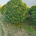 非洲茉莉球50-2米高大量供应