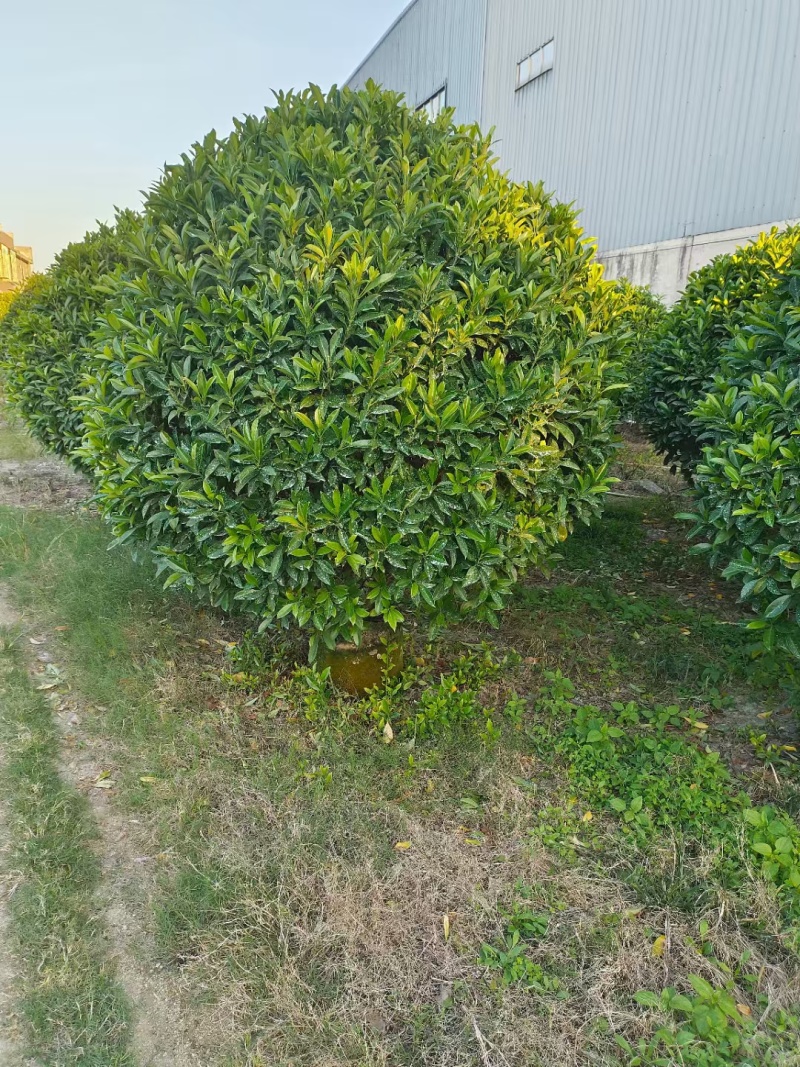 非洲茉莉球50-2米高大量供应
