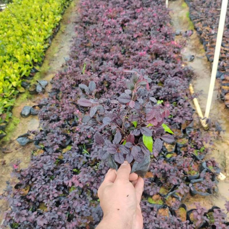 红继木5-7斤袋大量供应