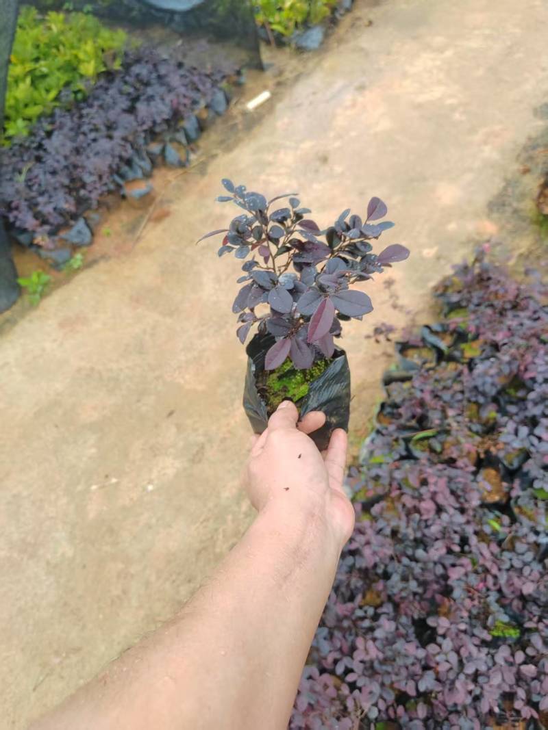 红继木5-7斤袋大量供应