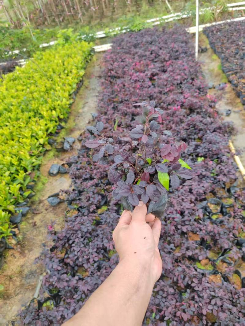 红继木5-7斤袋大量供应