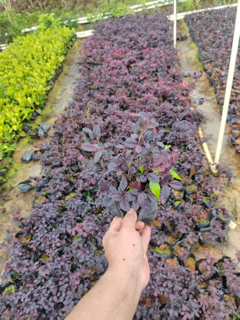红继木5-7斤袋大量供应