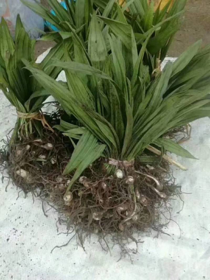 冰球子(毛慈菇}