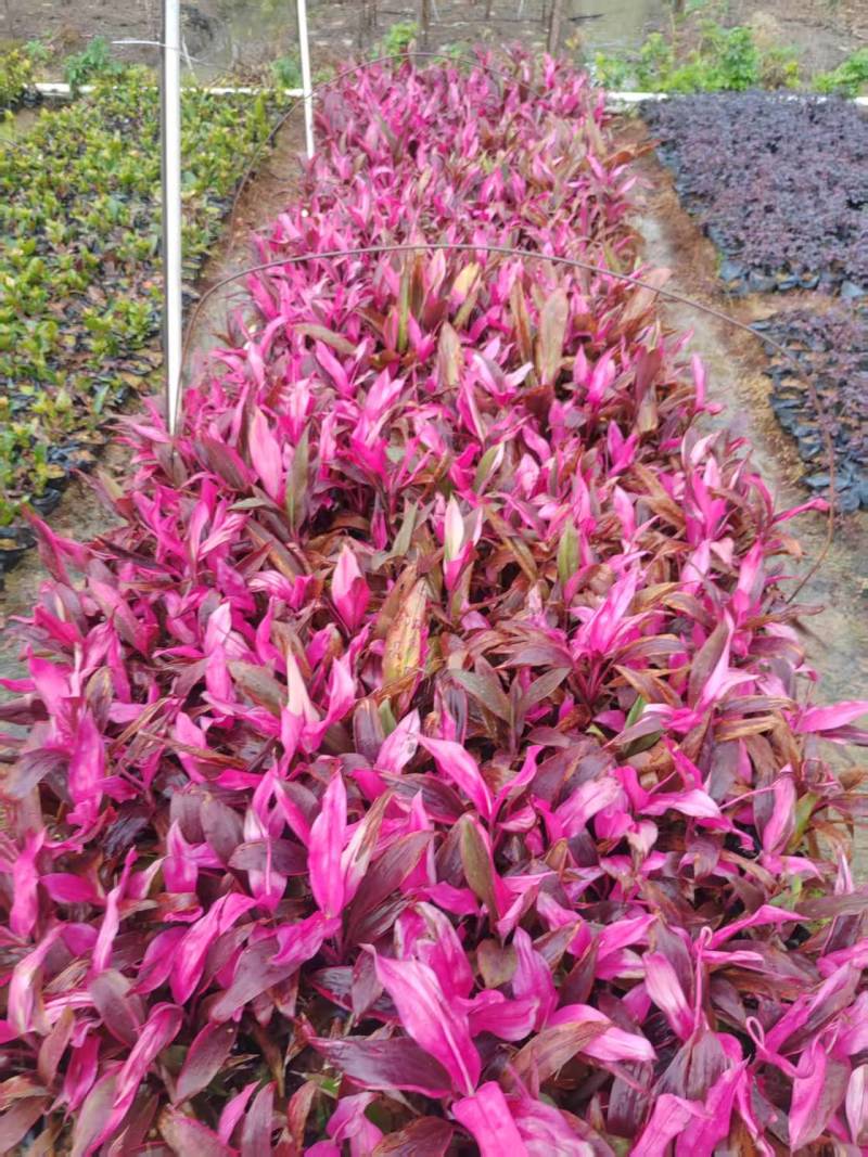 朱蕉5-7斤袋大量供应