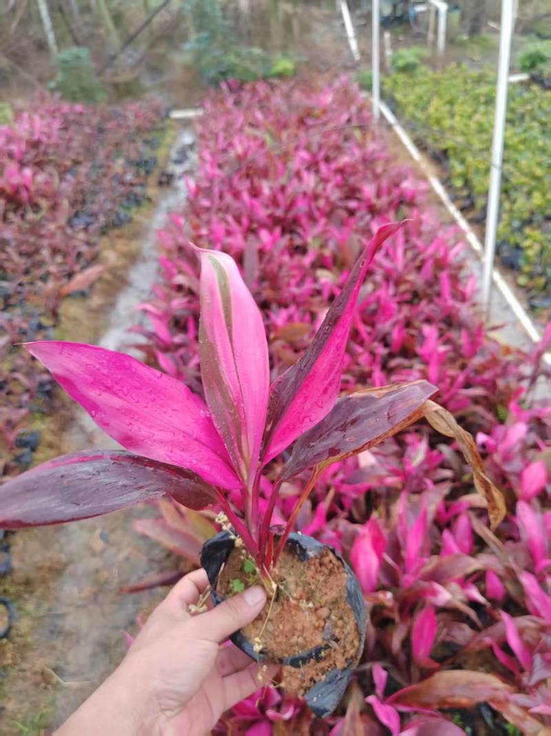 朱蕉5-7斤袋大量供应