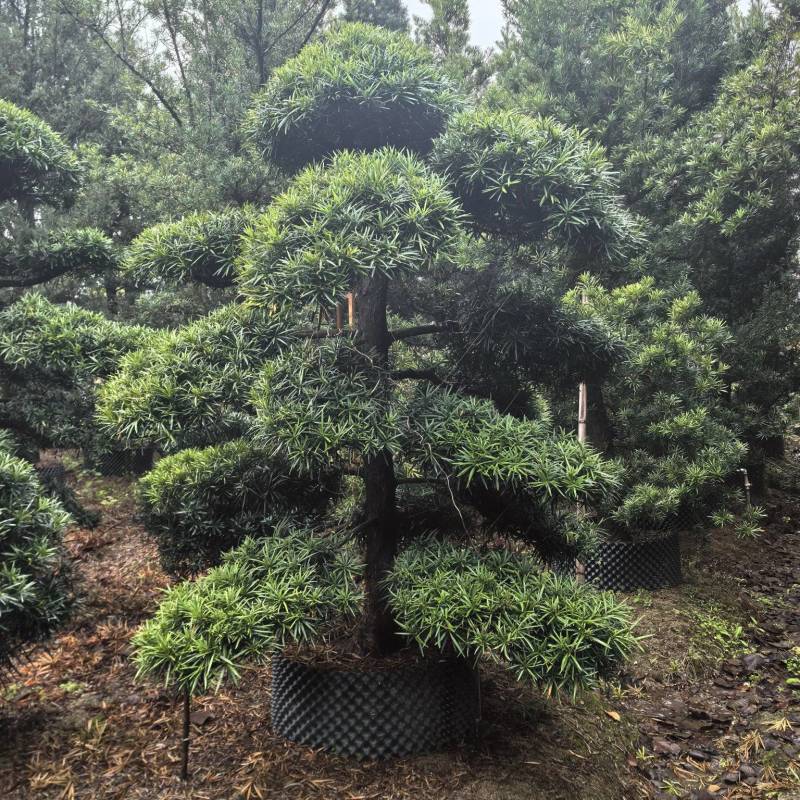 造型罗汉松出售各种大量规格