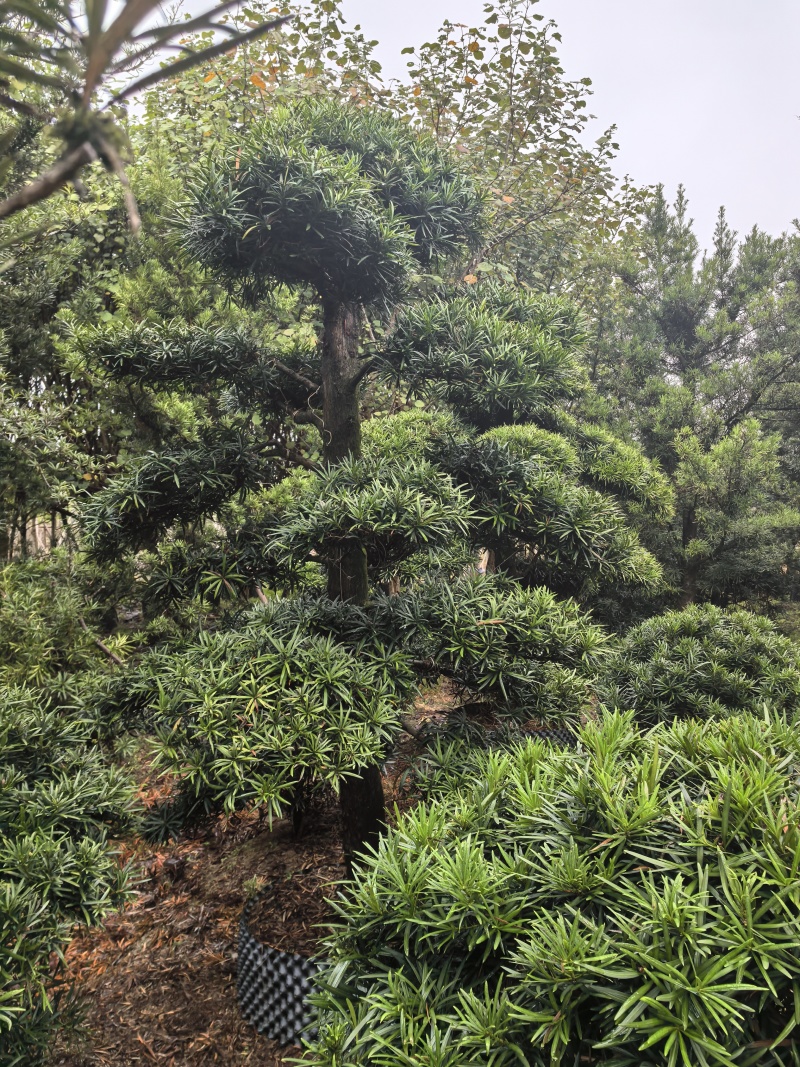 造型罗汉松出售各种大量规格
