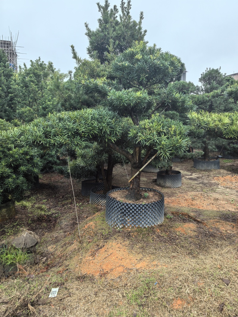 造型罗汉松出售各种大量规格