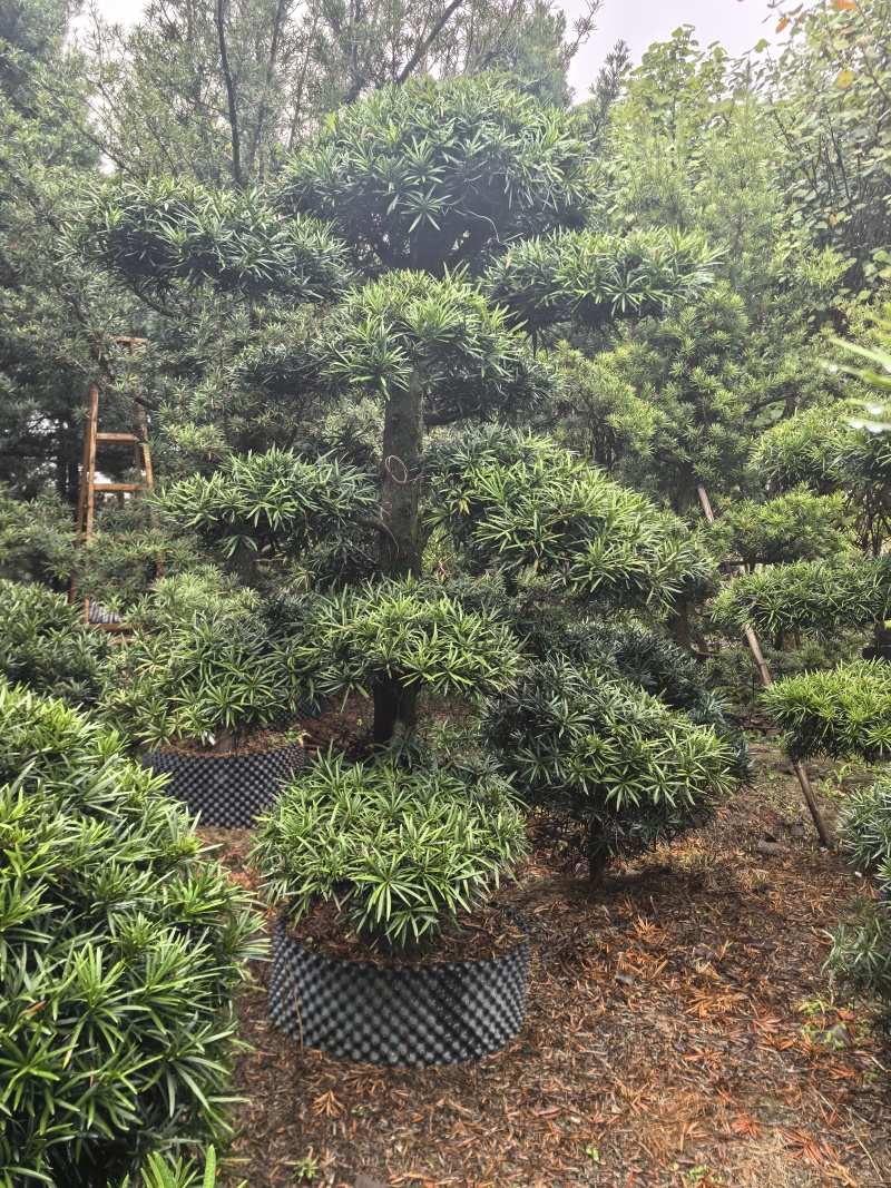 造型罗汉松出售各种大量规格