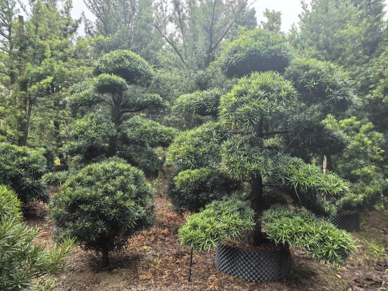 造型罗汉松出售各种大量规格