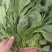 河北永年小叶菠菜大量上市，产地直销，价位优势，品质保证