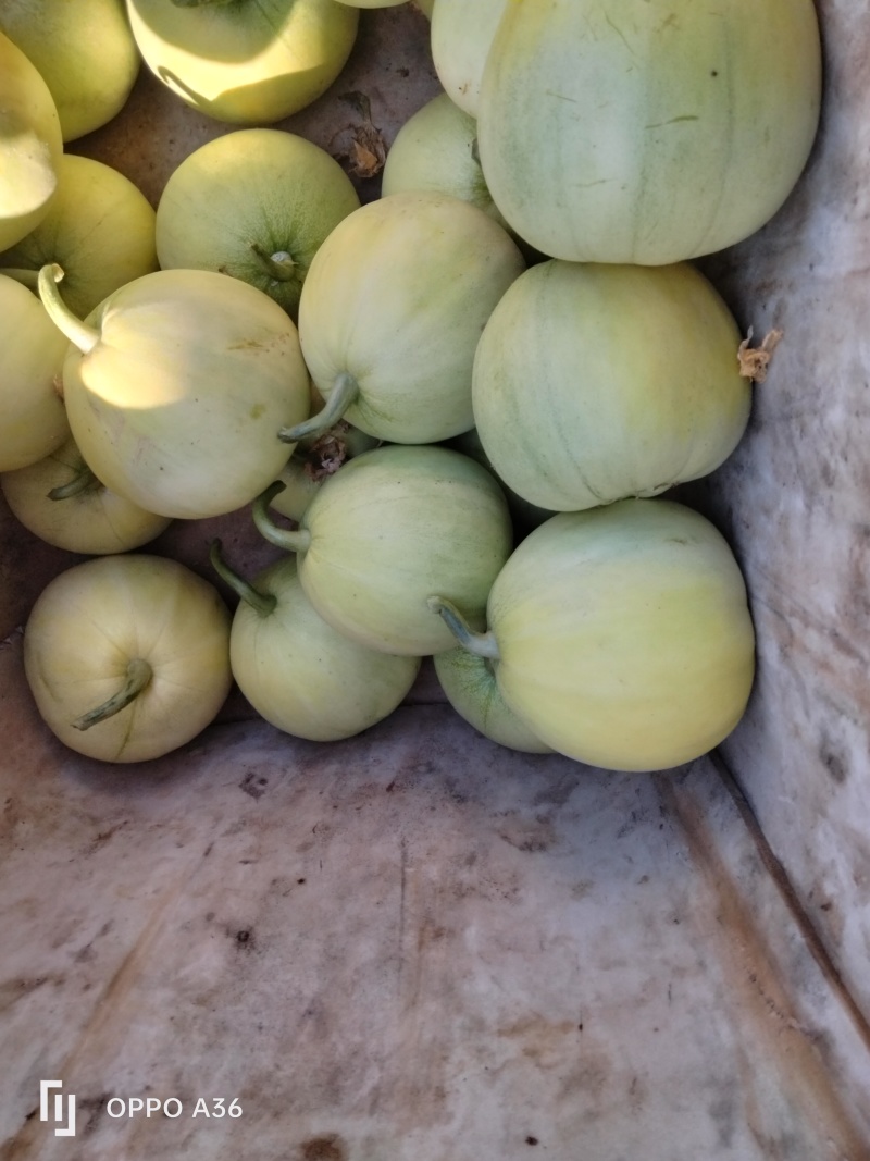 青岛莱西市马连庄甜瓜，肉质脆香甜，无多余，风味独特懂的约