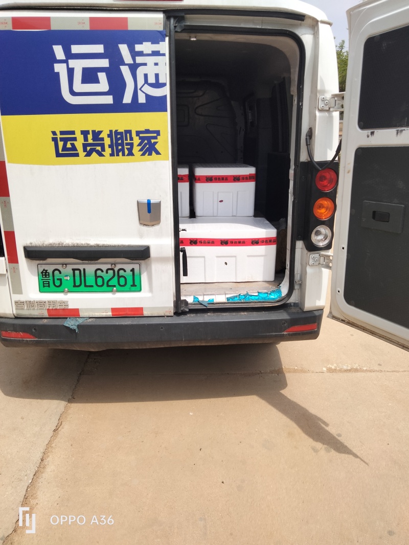 青岛莱西市马连庄甜瓜，肉质脆香甜，无多余，风味独特懂的约