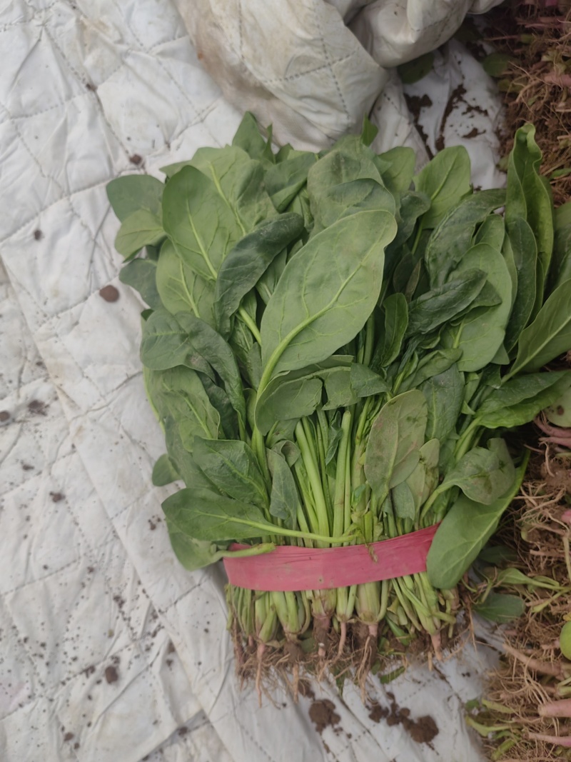 河北永年小叶菠菜大量上市，产地直销，价位优势，品质保证