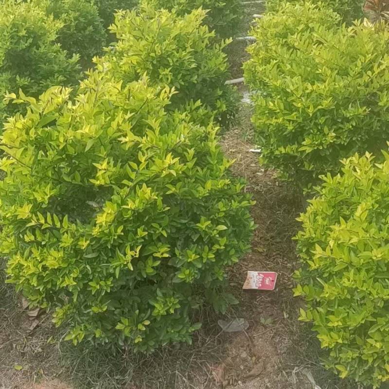 大量出售黄金叶球
