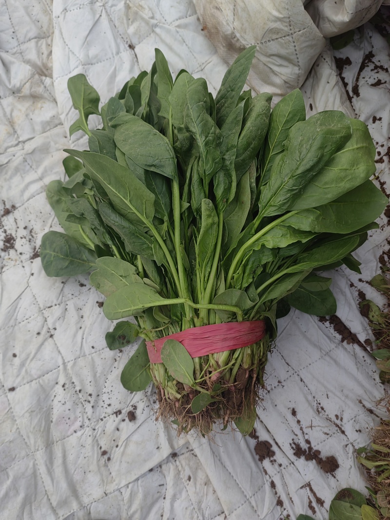 河北永年小叶菠菜大量上市，产地直销，价位优势，品质保证