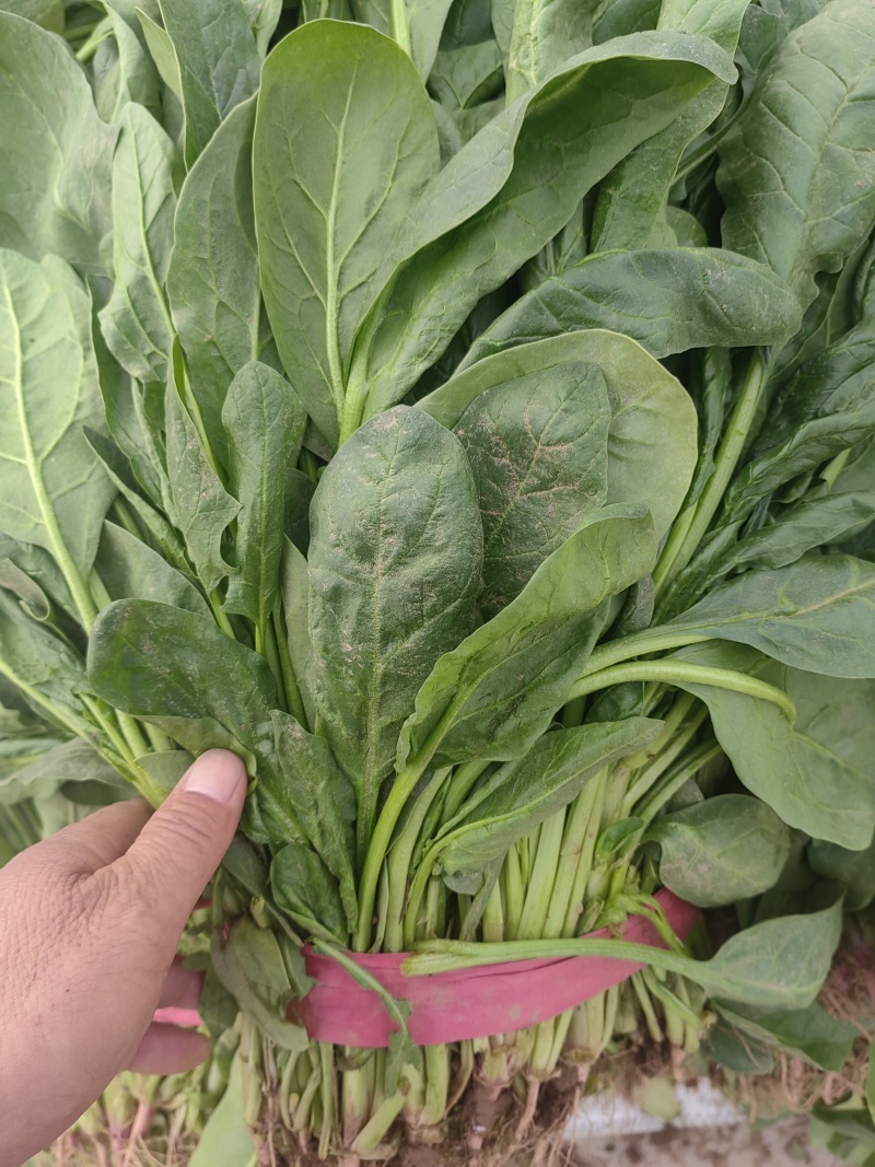 河北永年小叶菠菜大量上市，产地直销，价位优势，品质保证