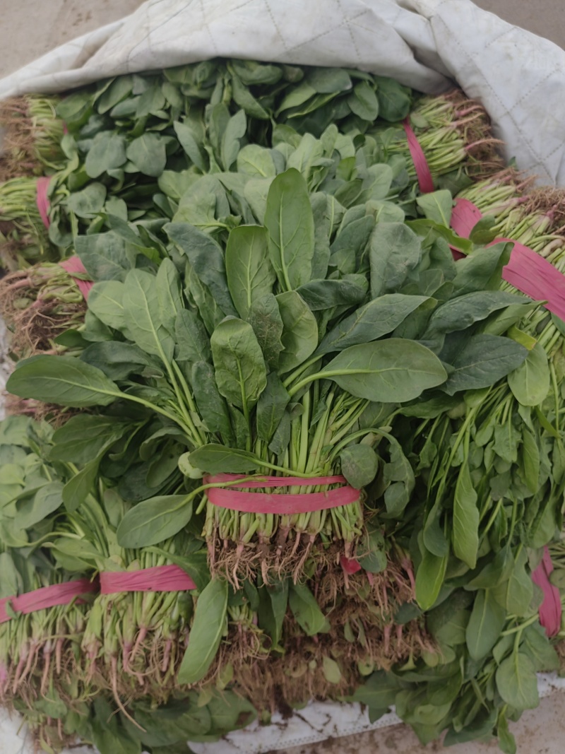 河北永年小叶菠菜大量上市，产地直销，价位优势，品质保证