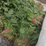 河北永年小叶菠菜大量上市，产地直销，价位优势，品质保证