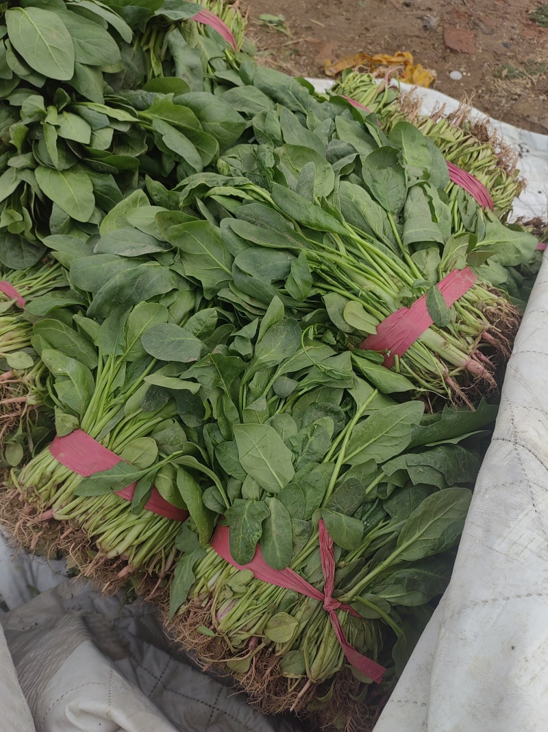 河北永年小叶菠菜大量上市，产地直销，价位优势，品质保证