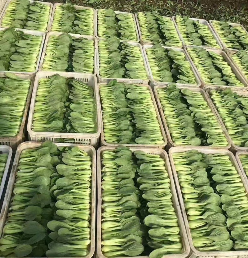 山东上海青，全年大量有货，需要的老板随时联系，可开发票