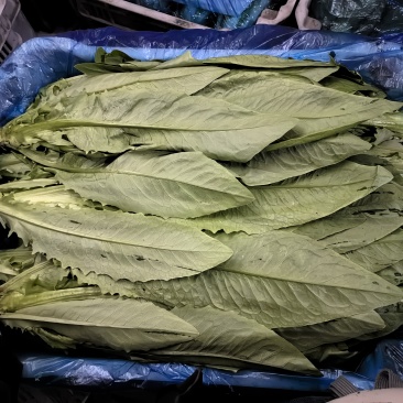 油麦菜