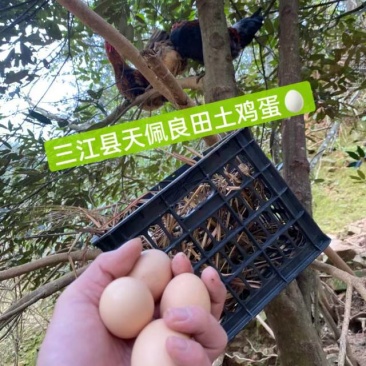 高山土鸡蛋三江县农户散养吃虫草五谷土鸡蛋保鲜到货