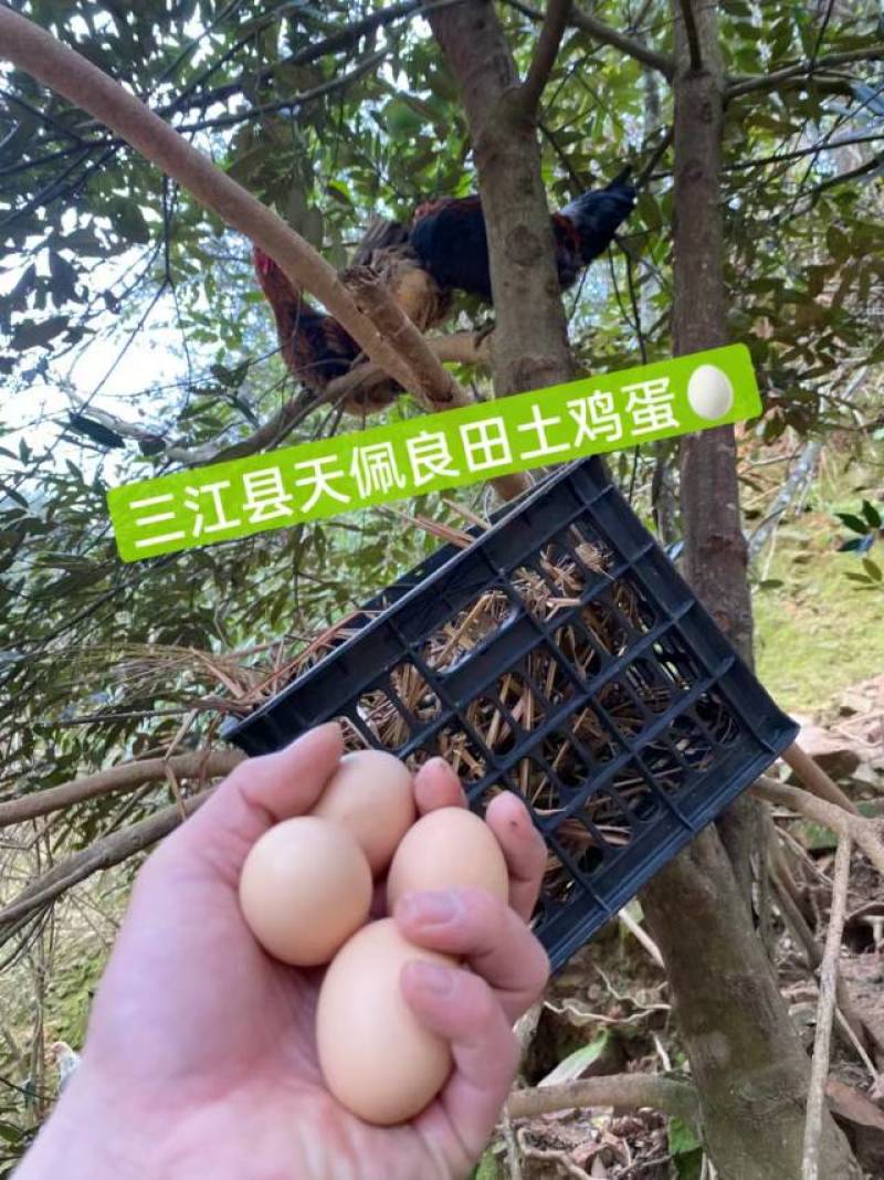 高山土鸡蛋三江县农户散养吃虫草五谷土鸡蛋保鲜到货