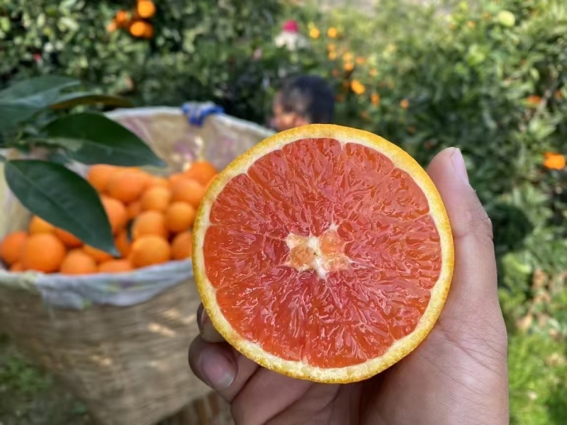中华红血橙水分好，皮薄味甜，果面干净，枝头鲜果，现采现装