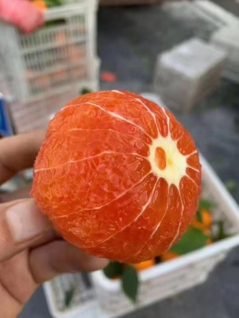 中华红血橙水分好，皮薄味甜，果面干净，枝头鲜果，现采现装