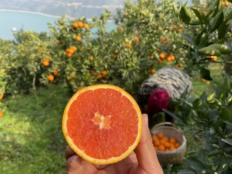 中华红血橙水分好，皮薄味甜，果面干净，枝头鲜果，现采现装