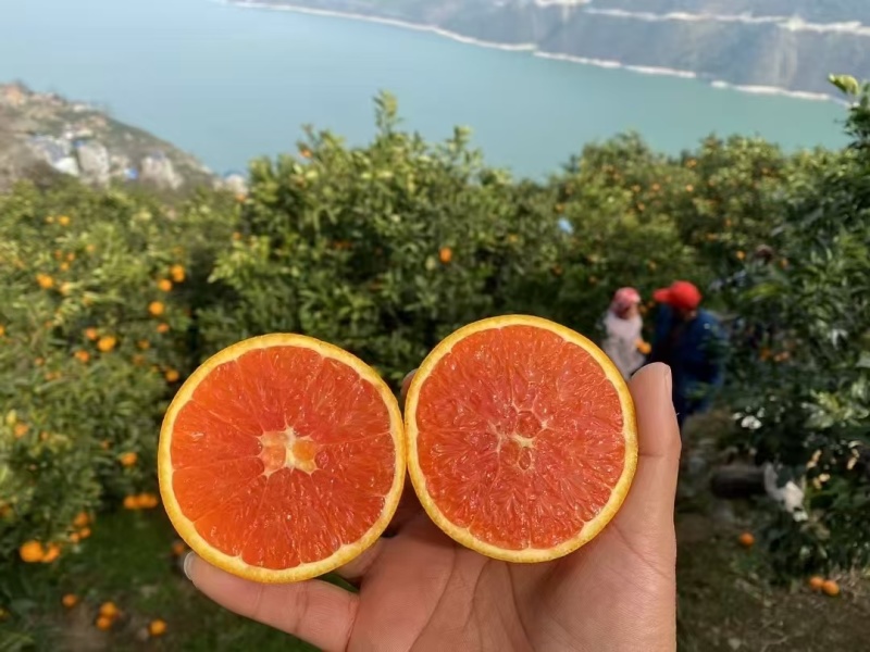 中华红血橙水分好，皮薄味甜，果面干净，枝头鲜果，现采现装