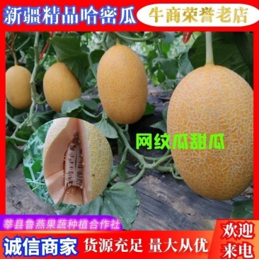 精品哈密瓜网纹瓜黄皮新疆哈密瓜质量保证产地直发