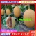 精品哈密瓜网纹瓜黄皮新疆哈密瓜质量保证产地直发