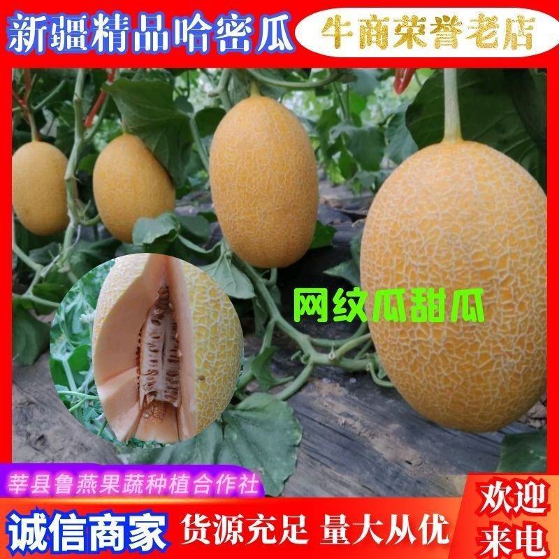 精品哈密瓜网纹瓜黄皮新疆哈密瓜质量保证产地直发