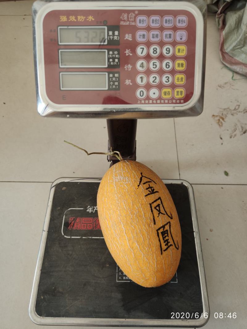 精品哈密瓜网纹瓜黄皮新疆哈密瓜质量保证产地直发