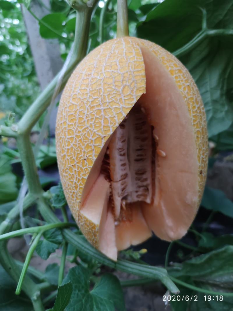 精品哈密瓜网纹瓜黄皮新疆哈密瓜质量保证产地直发