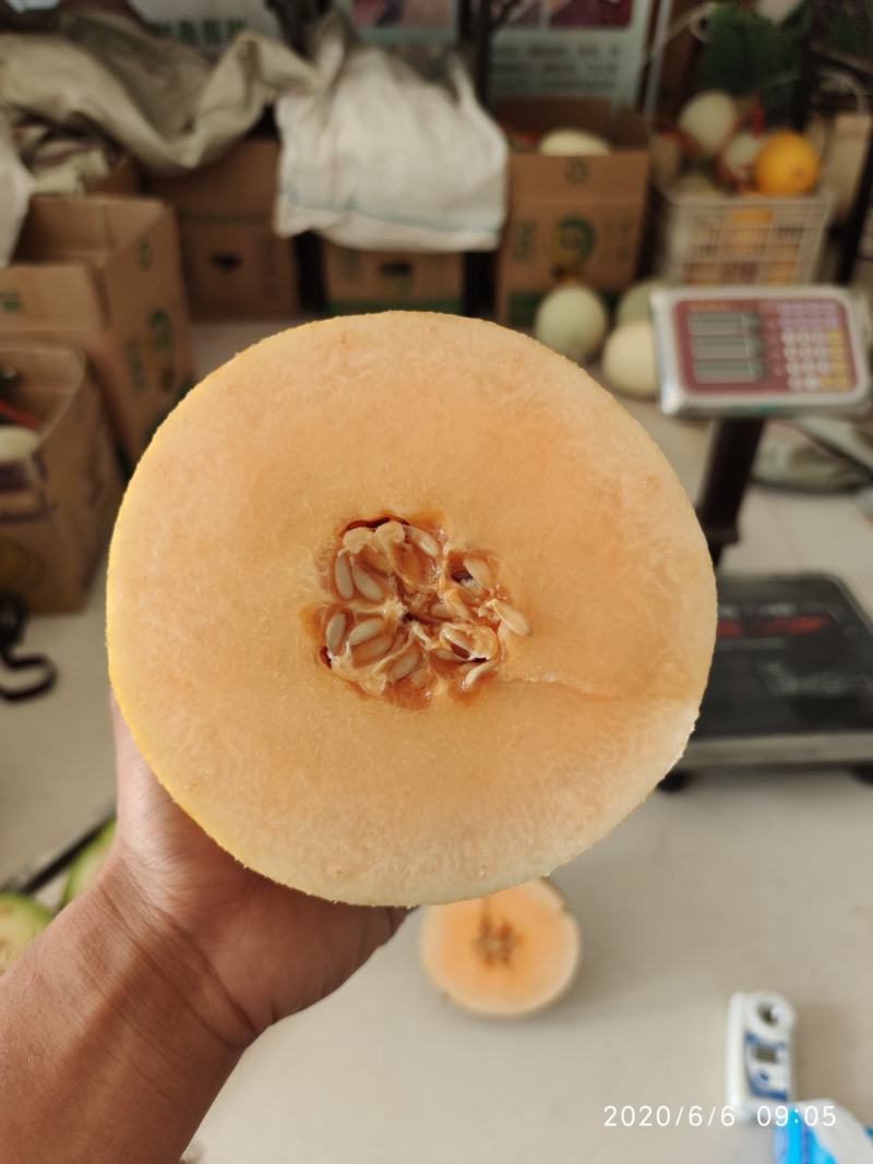 精品哈密瓜网纹瓜黄皮新疆哈密瓜质量保证产地直发