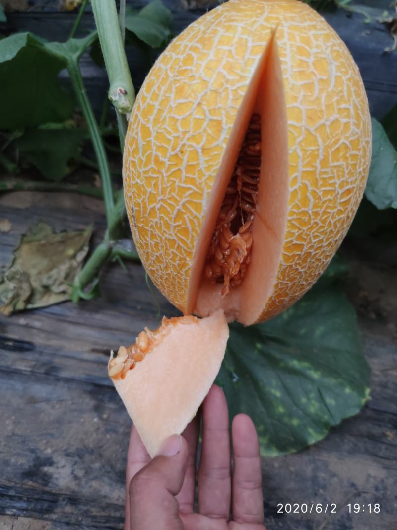 精品哈密瓜网纹瓜黄皮新疆哈密瓜质量保证产地直发
