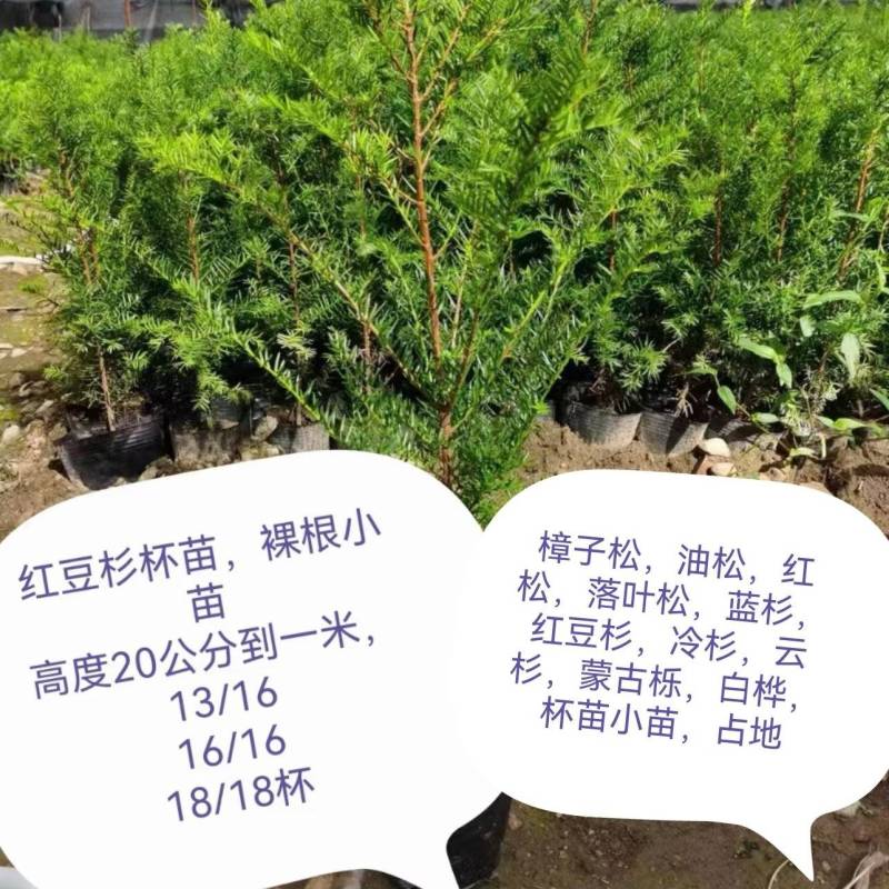 东北红豆杉品种曼尼亚耐寒成活率高品质好量大从优。杯苗小苗