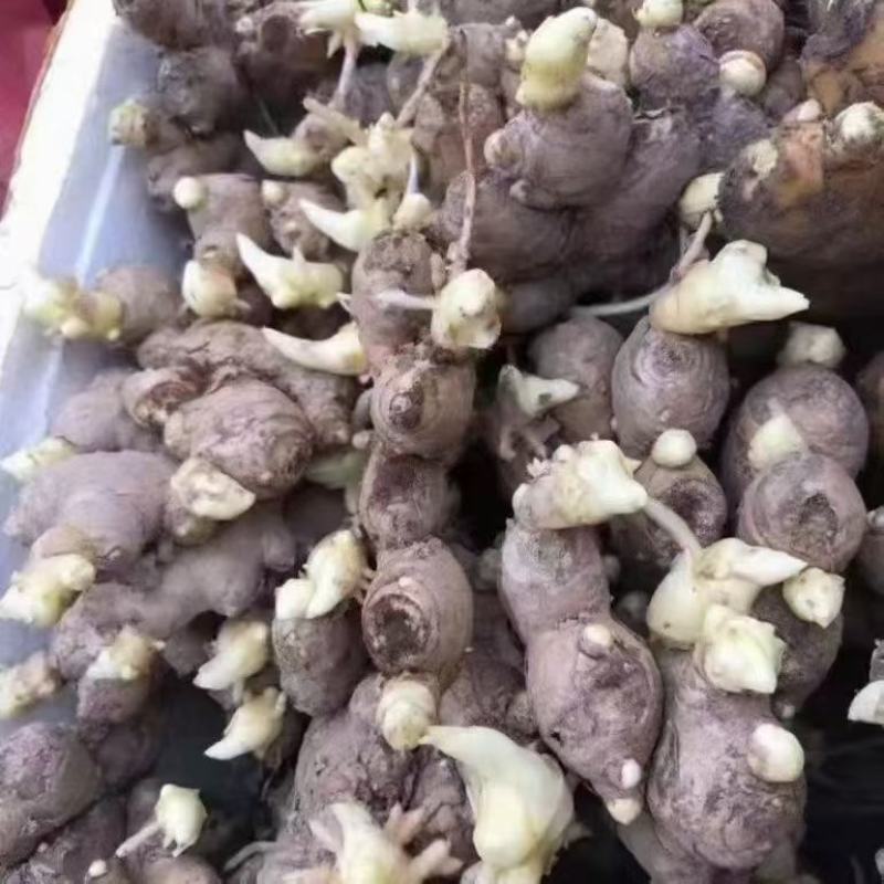姜种充足，产地直发，诚信经营，欢迎客商来电