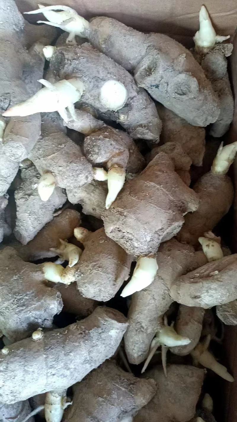 姜种充足，产地直发，诚信经营，欢迎客商来电