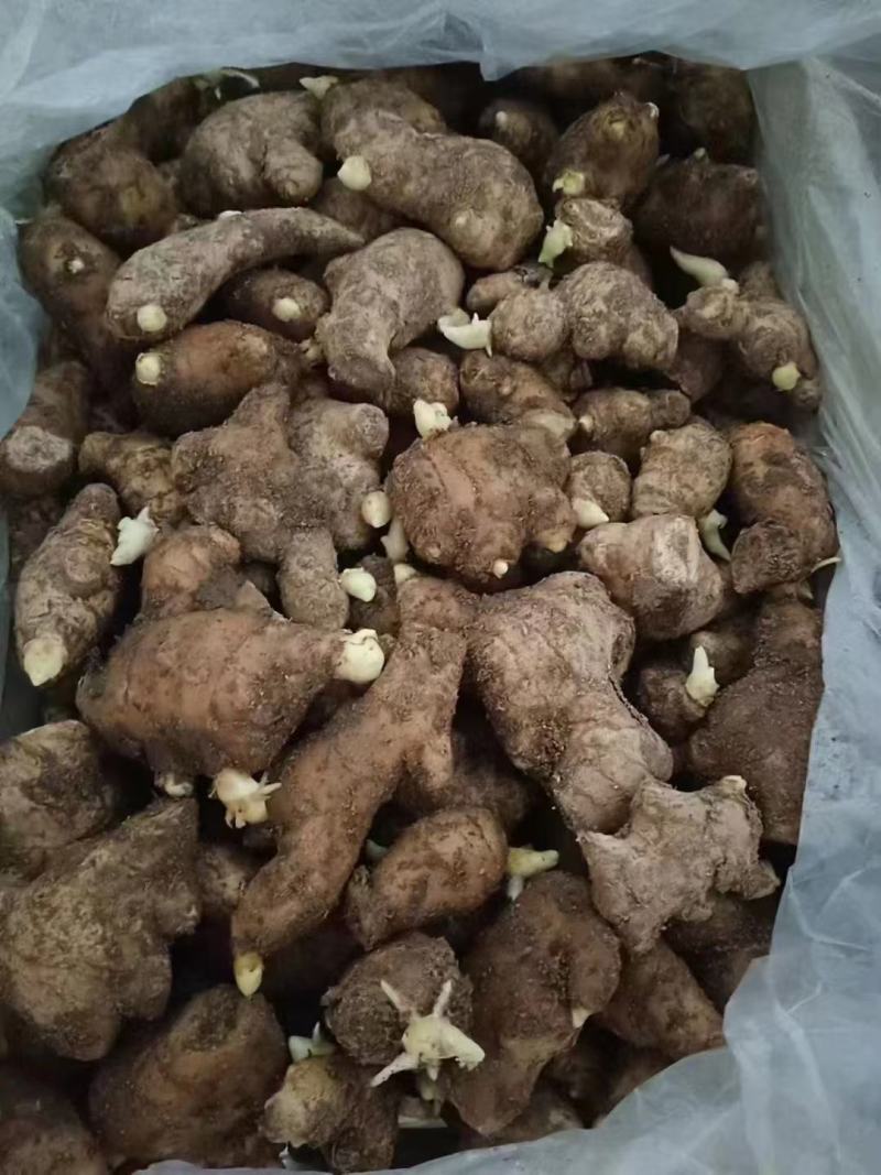 姜种充足，产地直发，诚信经营，欢迎客商来电